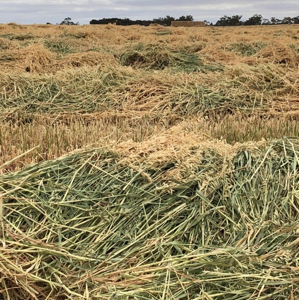 280mt Oaten Hay 560kg 8x4x3 Bales 