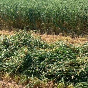 Cereal Hay 8x4x3 Bales (New Season 2019-2020)