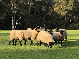 Stud bred  young rams ready to use