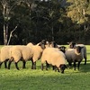 Stud bred  young rams ready to use