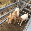 Goats Boer Nannies with kids at foot.