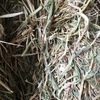 100mt Barley Hay 8x4x3 Bales 