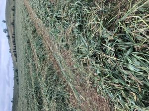 Sorghum Silage 4x4 Round Bales