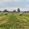 Lucerne Hay - Round Bales