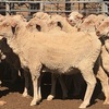 305 x Merino Ewes 4 year olds