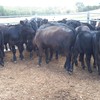 20 MS Black & Black Baldy calves, 6-8 months.
