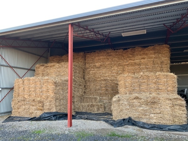 Cereal hay, small squares