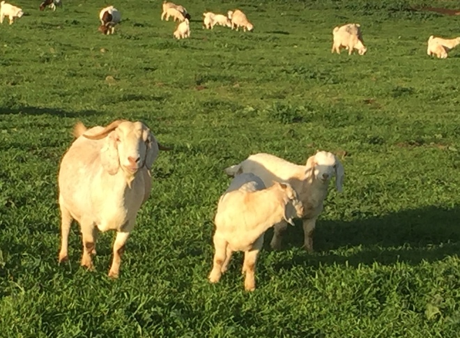 Boer X Savannah Kids