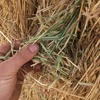 Oaten Hay with Rye Grass and Barley in 8x4x3 Bales