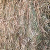 Vetch Hay   2500 Bales Shedded