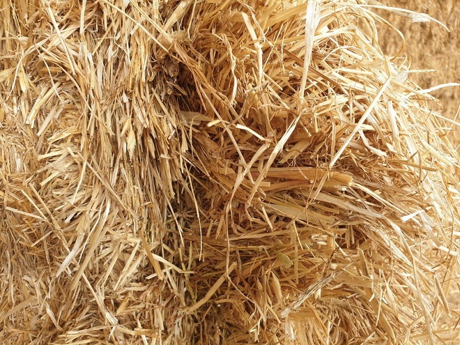 Shedded Oaten Hay Old Season NO weather damage