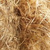 Shedded Oaten Hay Old Season NO weather damage