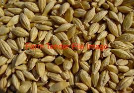 Barley Seed