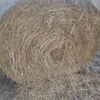 Barley Hay 5x4 Round Bales 
