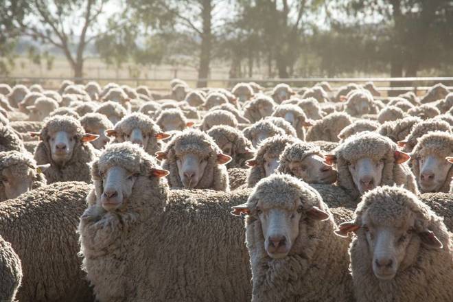 FREE: Sheep Lice Treatment - Still Available 