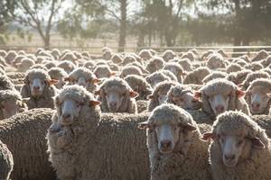 FREE: Sheep Lice Treatment - Still Available 