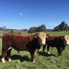 Poll Hereford Bulls from Glen Goulburn Genetics  