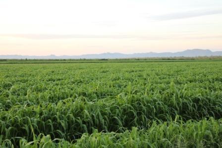 Forage Sorgham Sweet Jumbo