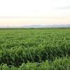 Forage Sorgham Sweet Jumbo