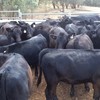 20 MS Black & Black Baldy calves, 6-8 months.