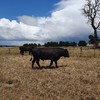Wagyu Bulls