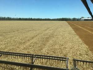 Short Season Wheat