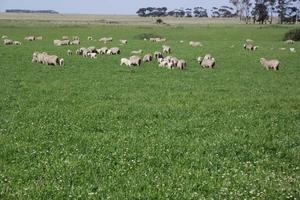 SPS Sheep n Beef 600 Perennial Blend