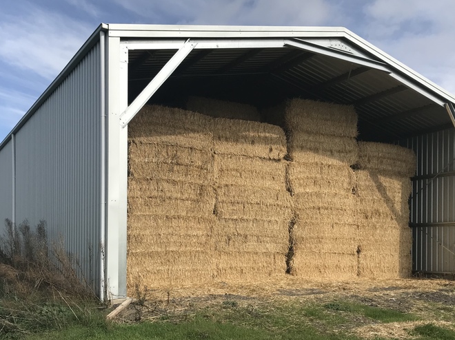 Barley Straw Big Squares