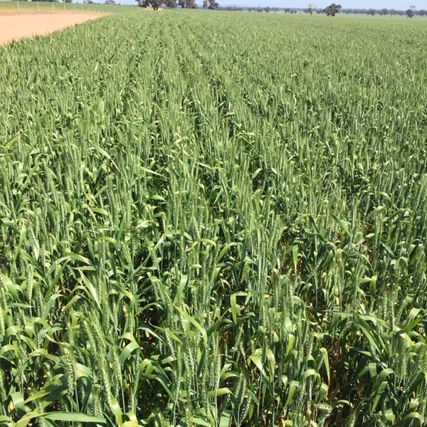 wheaten hay for sale 