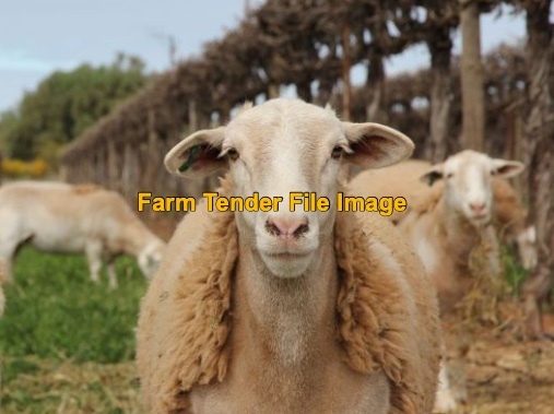 Mixed Breed Ewes in lamb