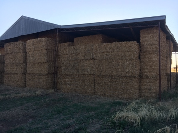 Shedded 2018 Canola Hay 