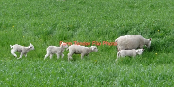 Wanted Agistment For Sheep 