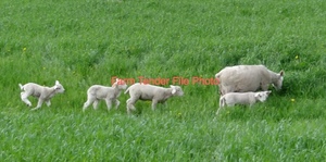 Wanted Agistment For Sheep 