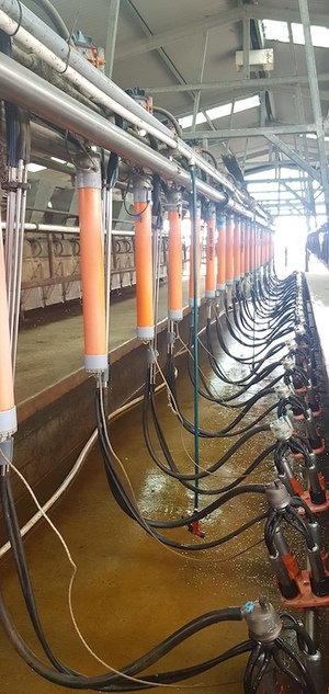 Milking Plant, 24 Milkaware Cup Removers