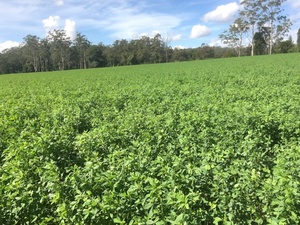 Prime Lucerne Silage Hay Large Rounds