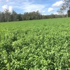 Prime Lucerne Silage Hay Large Rounds