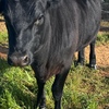 Angus Heifer x 2 and Angus Steer x1 