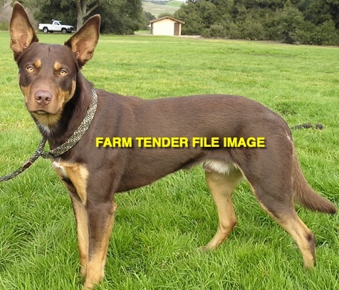 WANTED Working Kelpie 