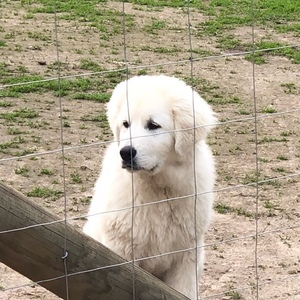Maremma Puppies