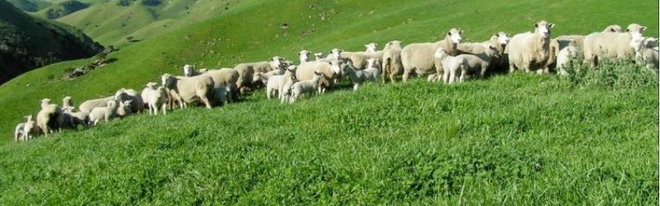 Agistment for 100 Ewes with Lambs at Foot