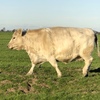Price reduction  Murray Grey Cows and Calves