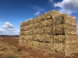 Forage Sorghum. 8x4x3 Bales 400 mt