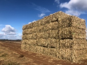 Forage Sorghum. 8x4x3 Bales 400 mt
