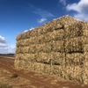 Forage Sorghum. 8x4x3 Bales 400 mt