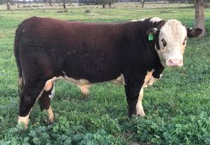 Poll Hereford Bulls