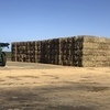Sugar Cane Trash  8x4x3 Bales 450-500 kgs  $175 plus gst EX TULLY