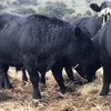 ANGUS BULLS