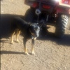 Kelpie Working Dogs Fully trained