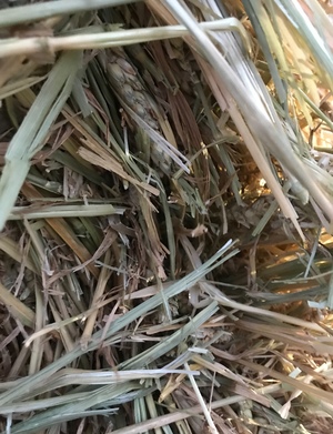 Barley Hay 8x4x3 (Shedded) 