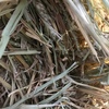 Barley Hay 8x4x3 (Shedded) 